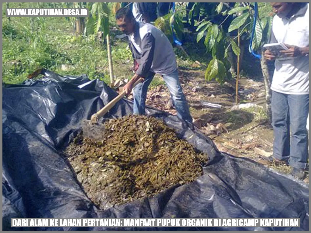 Dari Alam ke Lahan Pertanian: Manfaat Pupuk Organik di Agricamp Kaputihan